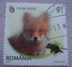 9.10 Lei 2012 - Red Fox (Vulpes vulpes)