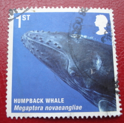 Image #1 of 1 st Class 2010 - Humpback Whale (Megaptera novaeangliae)