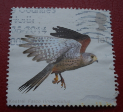 Image #1 of 1 st Class 2003 - Common Kestrel (Falco tinnunculus) with Wings folded