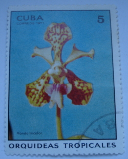 5 Centavos 1971 - Vanda tricolor