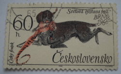 Image #1 of 60 Haler 1965 - Czesky Fousek (Canis lupus familiaris)