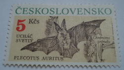 5 Koruna - Brown Long-eared Bat (Plecotus auritus)