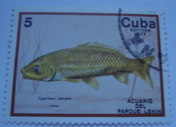 Image #1 of 5 Centavos 1977 - Common Carp (Cyprinus carpio)
