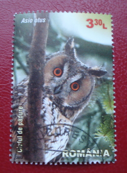 Image #1 of 3.30 Lei 2013 - Long-eared Owl (Asio otus)