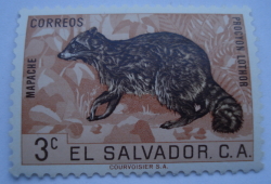 Image #1 of 3 Centavos - Racoon (Procyon lotor)