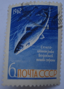 Image #1 of 6 Kopeks 1962 - Atlantic Salmon (Salmo salar)