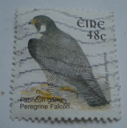 Image #1 of 48 Euro Centi 2003 - Peregrine Falcon (Falco peregrinus)
