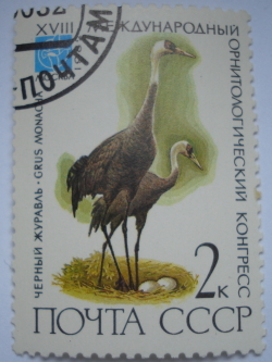 Image #1 of 2 Kopeici 1982 - Cocor cu glugă (Grus monacha)