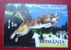 4.30 Lei 2015 - Puma (Puma concolor)