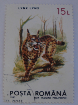 Image #1 of 15 Lei - Ras (Lynx lynx)