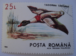 Image #1 of 25 Lei - Rata (Tadorna tadorna)