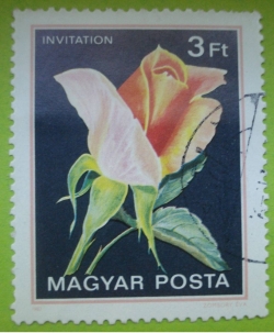 3 Forint - Roses - Invitation