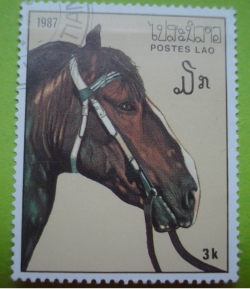 Image #1 of 3 Kip - Horse