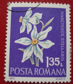 Image #1 of 1.35 Lei 1972 - Narcisa (Narcissus Stellaris)