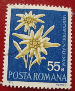 Image #1 of 55 Bani 1972 - Floare de colt (Leontopodim Alpinum)