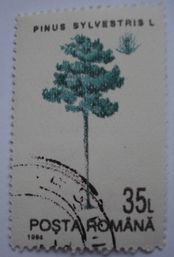 35 Lei 1994 - Pine (Pinus Sylvestris)