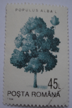 45 Lei 1994 - White Poplar (Populus Alba)