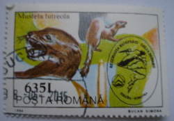 Image #1 of 635 Lei 1994 - European Mink (Mustrela lutreola)