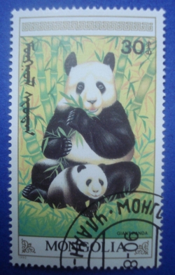 30 Mongo - Giant Panda
