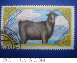 30 Mongo - Goat