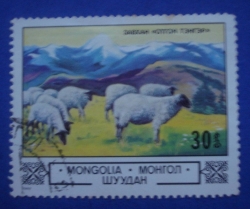 30 mongo - Sheep