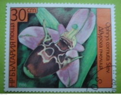 30 Stotinki - Ophrys scolopax subsp.cornuta