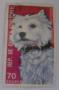 Image #1 of 70 Ekuele - West Highland White Terrier (Canis lupus familiaris)