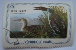 75 Centimes - Common Loon (Gavia immer)