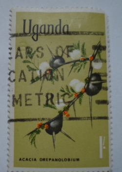 Image #1 of 1 Shilling 1969 - Whistling Thorn (Acacia drepanolobium)