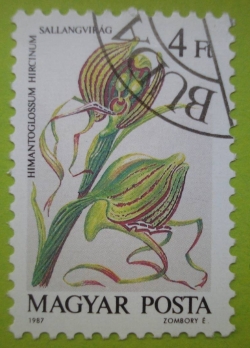 4 Forint - Himantoglossum hircinum