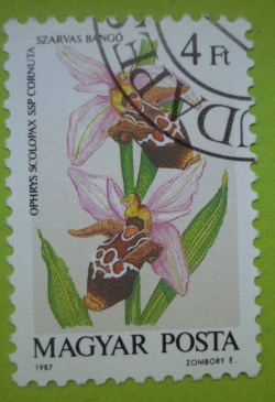 4 Forint - Ophrys scolopax cornuta