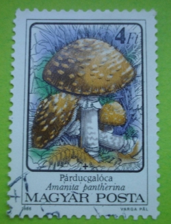 4 Forint - Parducgaloca