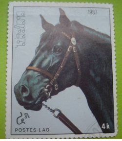 Image #1 of 4 Kip - Horse