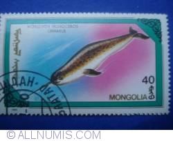 Image #1 of 40 Mongo - Monodon Monoceros Linnaeus