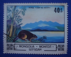 40 Mongo - Beaver