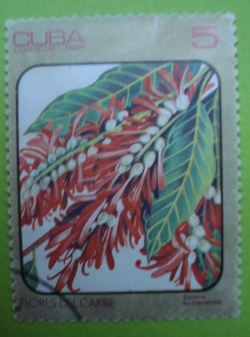 Image #1 of 5 Centavos - Triplaris Surinamensis