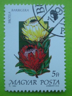 Image #1 of 5 Forint - Protea Barbigera