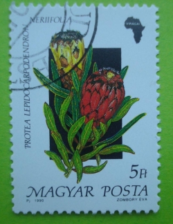 Image #1 of 5 Forint - Protea Lepidocarpodendron Neriifola