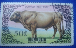 50 Mongo - Dornod Taliin Bukh