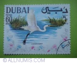 60 Dirham - Common Egret