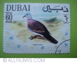 60 Dirham - Red Turtle Dove