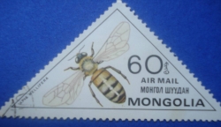 Image #1 of 60 Mongo - apis mellifera