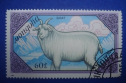 60 Mongo - Goat