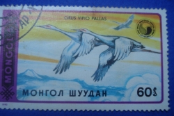 60 Mongo - Grus Vipio Pallas