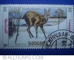60 Mongo - Moschus Moschiferus