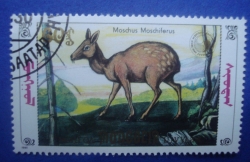 60 Mongo - Moschus Moschiferus
