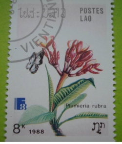 Image #1 of 8 Kip - plumieria rubra