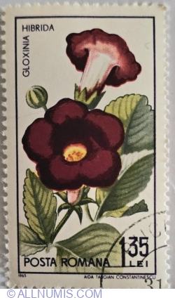 1,35 Lei - Gloxinia Hibrida