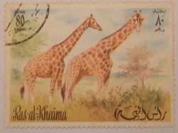 80 Dirhams - Girafa
