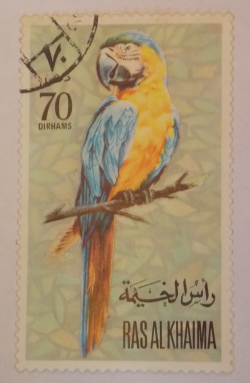 70 Dirhams - Parrot